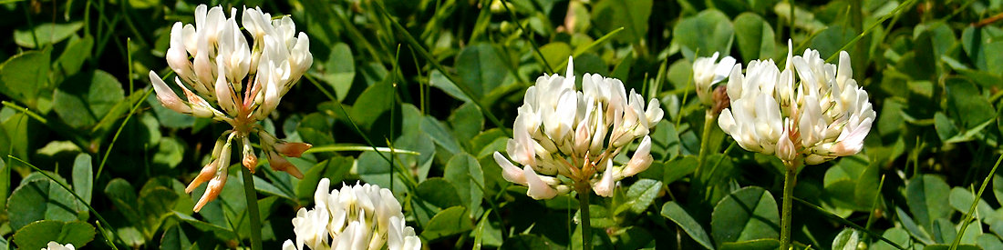 banner - clover lawn