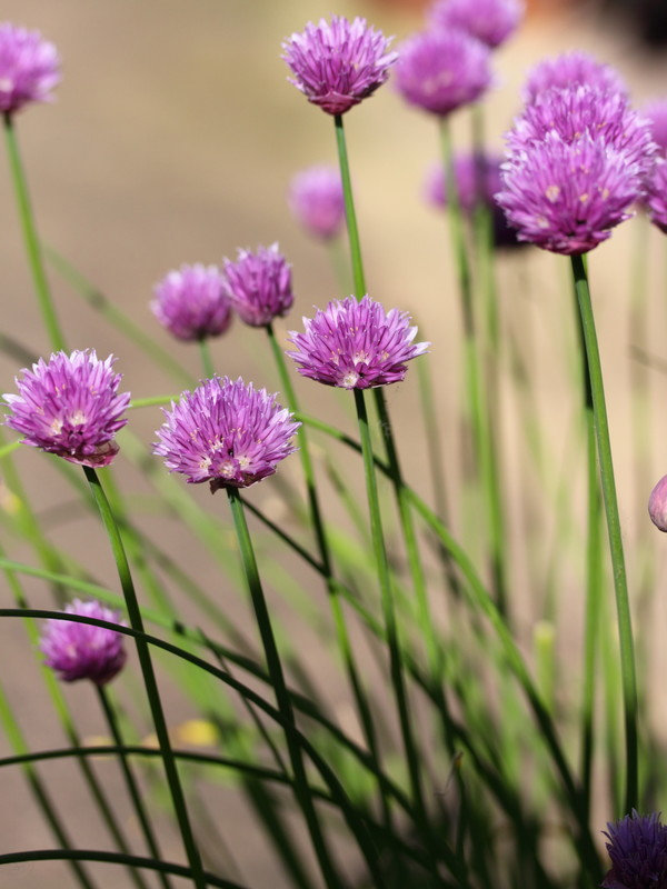 Chives