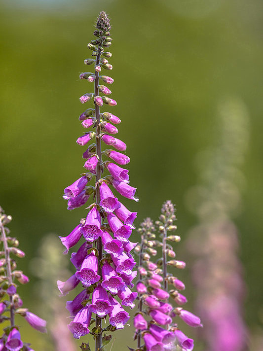 Digitalis