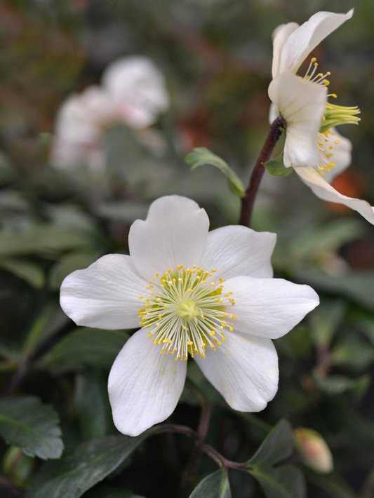 hellebore - Winter sun