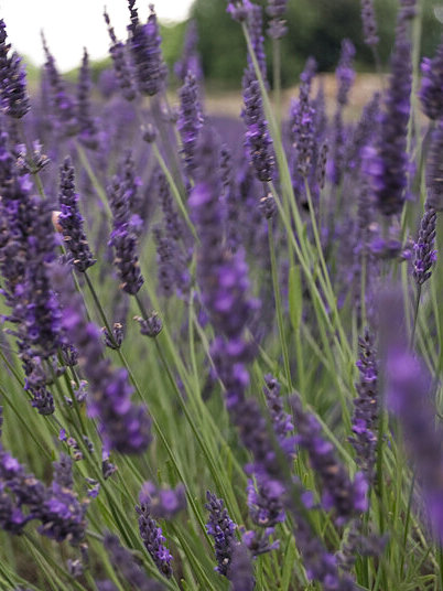 Lavender