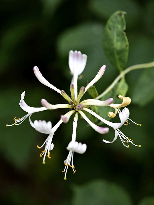 Lonicera periclymenum (Honeysuckle)