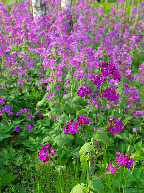 Lunaria annua (Honesty)