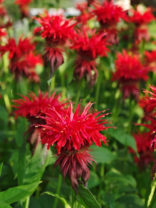 Monarda (Bee balm)