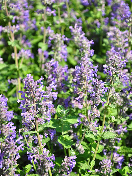 Nepeta (Catmint)