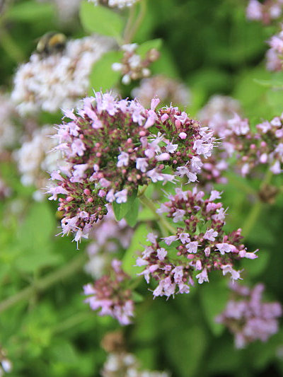 Oregano vulgare (Marjoram)