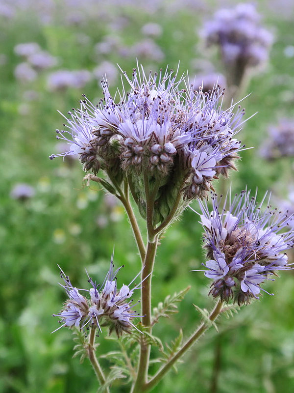 Phacelia tanacetifolia (Fiddleneck)