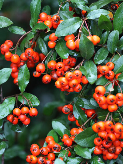 pyracantha