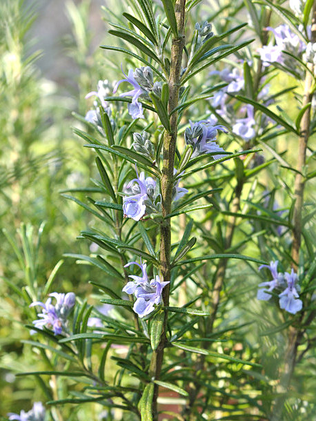 Rosmarinus officinalis (Rosemary)