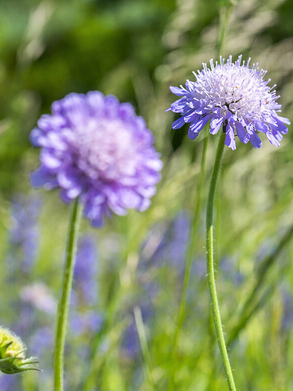 Scabious