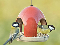 feeder - vierno seed