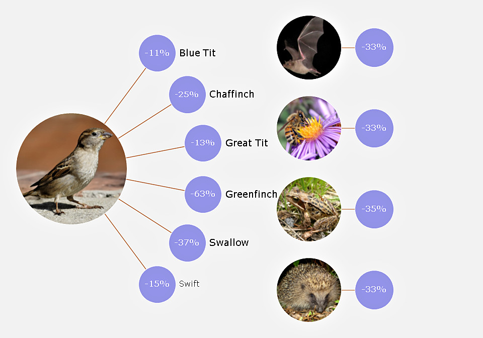 infographic - UK species increasing and decreasing over last decade